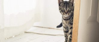 5 причин, почему кота пускают первым в дом на новоселье