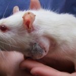 Абсцесс у крысы
