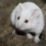 Белые хомяки альбиносы с красными глазами (описание и фото)