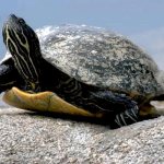 Более 400 имен для черепах - Унисекс имена для черепах