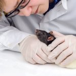 Diseases of decorative rats, symptoms and treatment at home