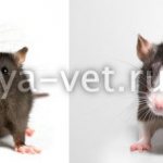 болезни домашних крыс