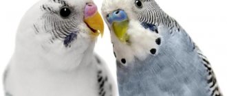 болезни клюва волнистых попугаев 1