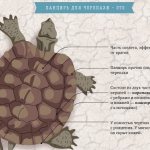 Болотная-черепаха-Описание-особенности-виды-образ-жизни-и-среда-обитания-пресмыкающегося-1