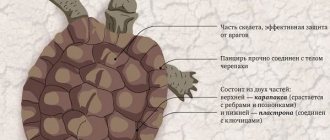 Болотная-черепаха-Описание-особенности-виды-образ-жизни-и-среда-обитания-пресмыкающегося-1