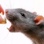 Чем опасен укус крысы и как оказать первую помощь