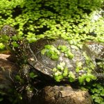 черепаха в реке