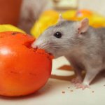 Что можно давать крысам, а что нельзя: таблица питания