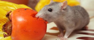 Что можно давать крысам, а что нельзя: таблица питания