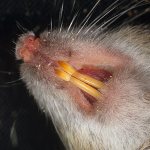 Давайте разберемся, чем могут быть опасны укусы крыс для людей и домашних животных, и что делать, если вас все-таки покусали...