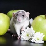 Decorative rat and apples