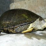 European marsh turtle read article
