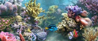 Background in aquarium