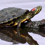 Photo: Red-eared turtle