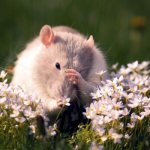 Фото: Мышь полевка в природе