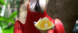 фрукты для попугаев