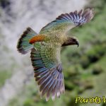 Хищный попугай кеа: ареал обитания, образ жизни, питание и размножение