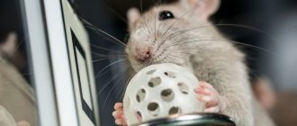 Как дрессировать крысу