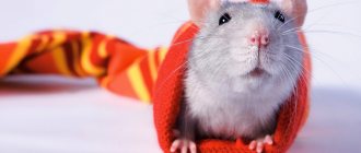 Как играть с декоративной крысой в домашних условиях