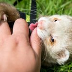How to stop a ferret from biting