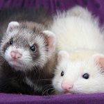 How to make friends with ferrets?