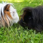 secrets of how to make guinea pigs friends