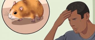 how to catch an escaped hamster in an apartment