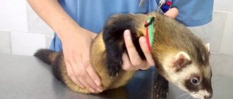 Ferret castration and sterilization