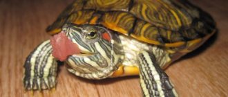 Красноухая черепаха ест мясо