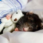 Крыса умирает: признаки приближающейся смерти
