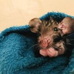 Rat in a towel