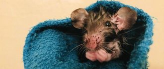 Крыса в полотенце