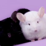 Who is a chinchilla: what does this unusual animal look like and what is it like as a pet?
