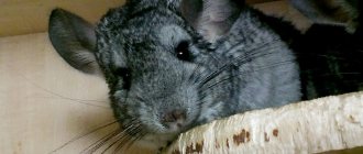 Do chinchillas shed: causes of hair loss and baldness