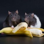 Можно ли давать банан крысам?