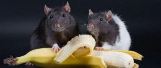 Можно ли давать банан крысам?
