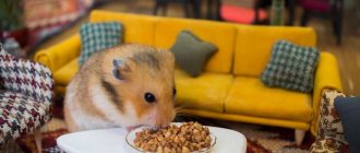 Can hamsters eat buckwheat, millet, pearl barley and other cereals?