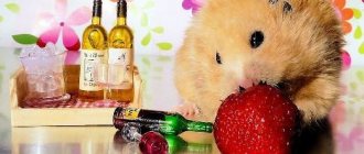 Can hamsters have strawberries: dzhungarikas and other breeds