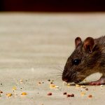 Можно ли кормить домашнюю крысу яйцами?