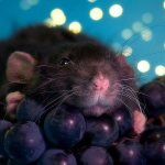 Можно ли крысам виноград