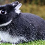 Нидерландский карликовый кролик