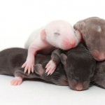 Newborn rat pups: development, care and feeding of baby rats
