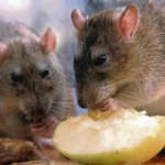 Особенности питания крысы фото