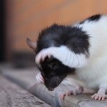 Why does a rat itch: it scratches until it bleeds and hurts, what should I do?
