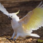 Cockatoo parrot: species, habitat, features