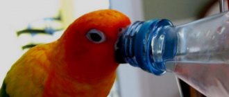 Parrot drinks
