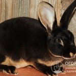 Популярность кроликов Рекс (на фото) в коммерческом выращивании объясняется высоким качеством их шкурки и меха