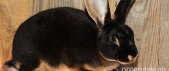 Популярность кроликов Рекс (на фото) в коммерческом выращивании объясняется высоким качеством их шкурки и меха
