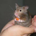 hamster breeds with photos and names