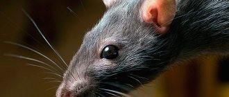 Let&#39;s try to figure out what rats are most afraid of...